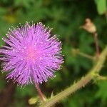 Mimosa debilis Flor
