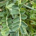 Astragalus depressus Fuelha