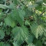 Urtica pilulifera Blatt