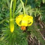 Lilium pyrenaicum Blüte