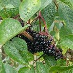 Sambucus canadensis Pokrój