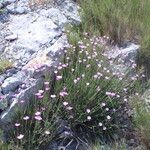 Dianthus subacaulis Other