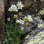 Draba dubia Hábito