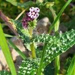 Anchusa variegata Blatt