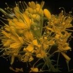 Cleomella lutea Flower