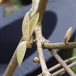 Callicarpa bodinieri Folha