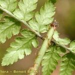 Dryopteris remota ᱮᱴᱟᱜ