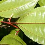 Miconia lateriflora Leaf