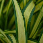 Pandanus tectorius 葉