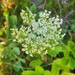 Ligusticum scothicum Lorea