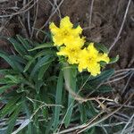 Lithospermum incisum Habitus