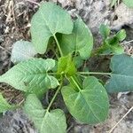 Fallopia convolvulus Leaf