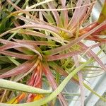 Tillandsia concolor Hoja