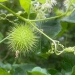 Echinocystis lobata Fruit