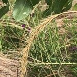 Elymus canadensis Fruit