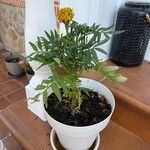 Tagetes erectaLiść