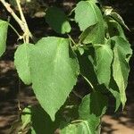 Croton megalobotrys Fulla