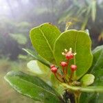 Austrobuxus alticola Плод