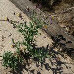 Linaria pedunculata 整株植物