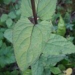 Scrophularia nodosa Blad