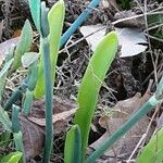 Galanthus elwesii Blad