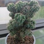 Cereus jamacaru List