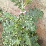 Solanum sisymbriifoliumLeaf