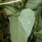 Ipomoea tiliacea 葉