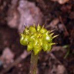 Ranunculus alismifolius 果實