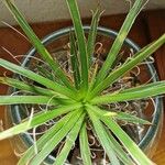 Agave filifera List