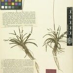 Eriocaulon johnstonii Altul/Alta
