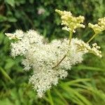 Filipendula ulmariaFlower