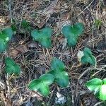 Hepatica nobilis Hàbitat