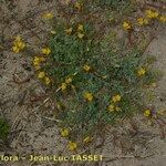 Hypecoum procumbens Habitus