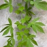 Hibiscus cannabinus List