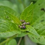 Solanum dulcamara Іншае