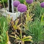 Allium giganteum Habit