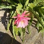 Disocactus phyllanthoides Blüte