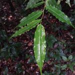 Lecythis zabucajo Leaf