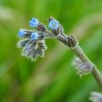 Myosotis minutiflora Fula