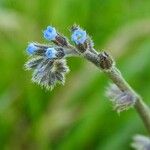 Myosotis minutiflora ফুল