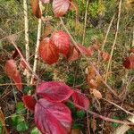 Rubus macrophyllus Blad