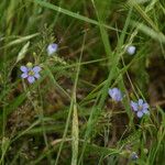 Sisyrinchium langloisii 花