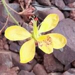 Caesalpinia trichocarpa Цвят