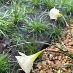 Narcissus bulbocodium Habit