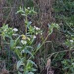 Erigeron annuus Habitus