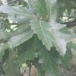 Quercus castaneifolia Листок