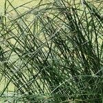 Cyperus longus Leaf