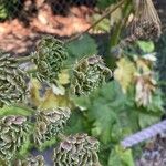 Heracleum sphondyliumFlower