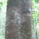 Inga marginata Bark